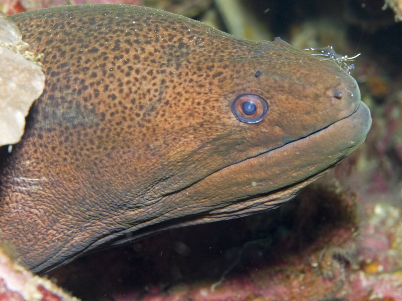 Moray eel, Shrimp, Ko Ha